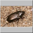 Amara spreta - Laufkaefer 01a 7mm Sandkuhle.jpg